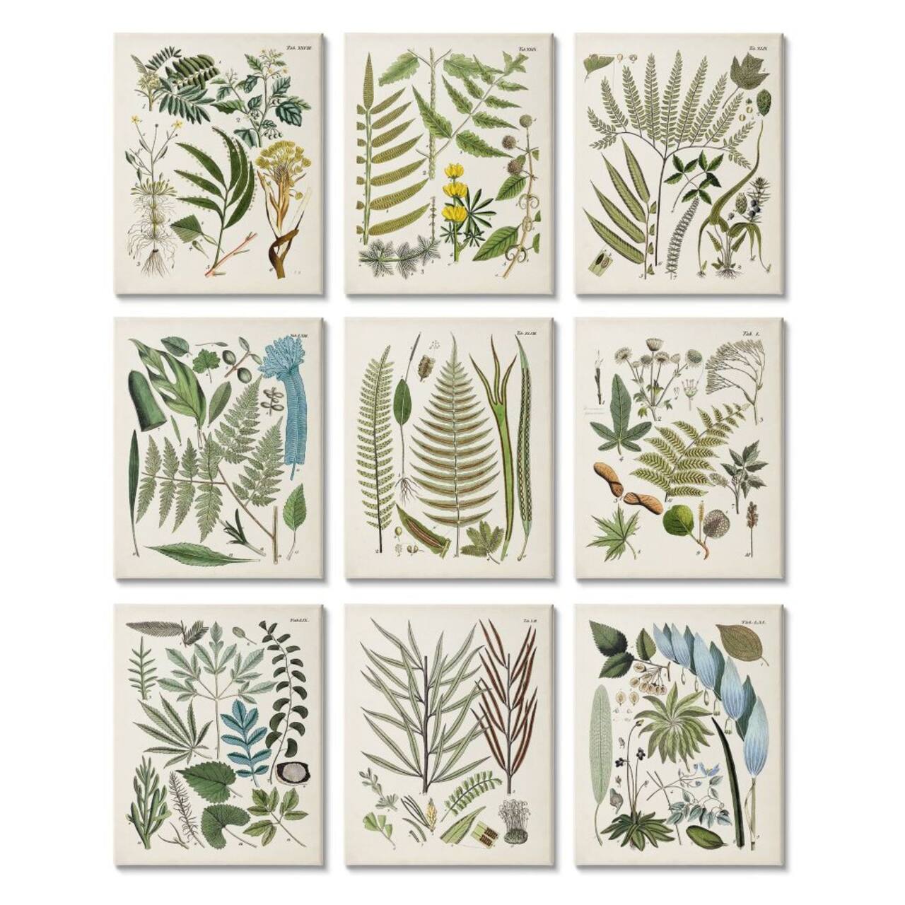 Stupell Industries Vintage Fern Illustrations Forest Greenery Plants Chart Set